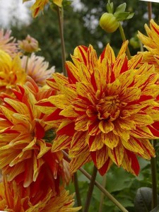 Cactus dahlias, în grădină și în grădină