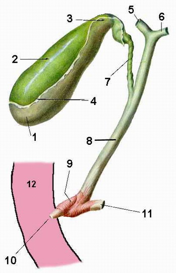 Cum este vezica biliară