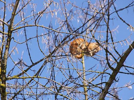 Cum să salvezi o pisică dintr-un copac în Estonia (20 fotografii video)