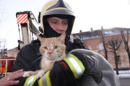 Cum să salvezi o pisică dintr-un copac în Estonia (20 fotografii video)