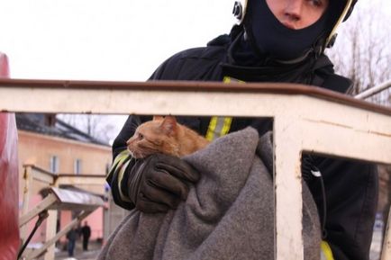 Cum să salvezi o pisică dintr-un copac în Estonia (20 fotografii video)