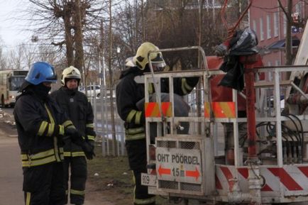 Як в Естонії рятували кота з дерева (20 фото відео)