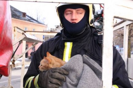 Як в Естонії рятували кота з дерева (20 фото відео)