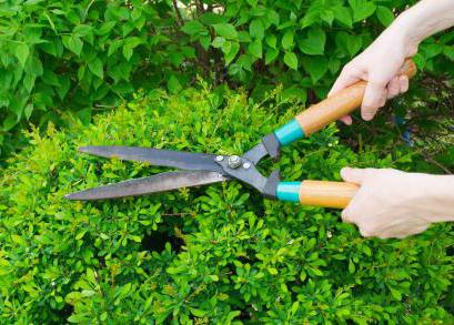Як вибрати садові ножиці