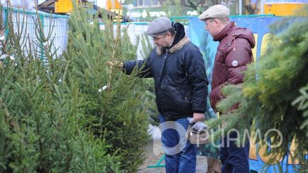 Як вибрати живу ялинку - шпаргалки - відповіді на важливі питання - ріамо