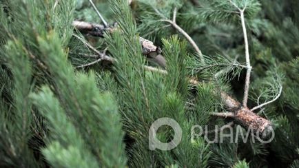 Як вибрати живу ялинку - шпаргалки - відповіді на важливі питання - ріамо