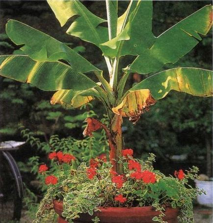 Як виростити бананову пальму