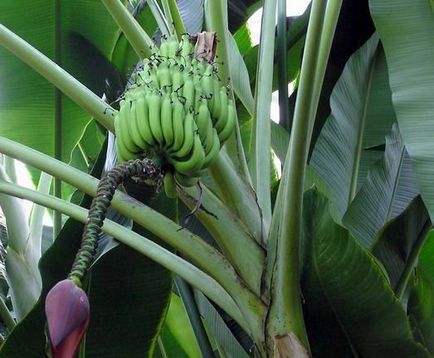Як виростити бананову пальму