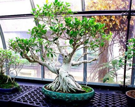Hogyan növekszik a bonsai egy citrom