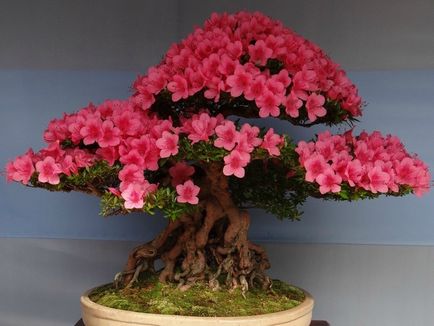 Cum să crească bonsai acasă bonsai de la lamaie, cum să planteze un copac mini într-o oală,