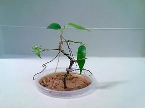 Cum să crească bonsai acasă bonsai de la lamaie, cum să planteze un copac mini într-o oală,