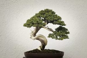 Cum să crească bonsai acasă bonsai de la lamaie, cum să planteze un copac mini într-o oală,