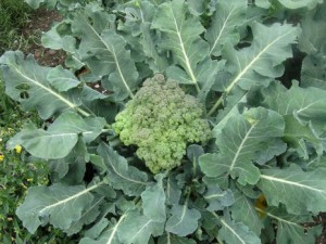 Hogyan növekszik brokkoli a veteményeskert