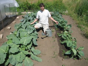 Як виростити капусту брокколі на городі