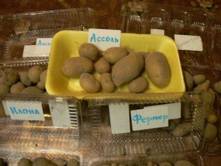 Cum să crești cartofi din semințe acasă