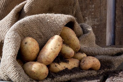 Cum să depozitezi cartofii într-o pivniță în plase, saci, în vrac
