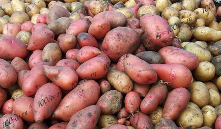 Як зберігати картоплю в квартирі, 100 питань
