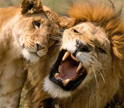 Hogyan nyerjünk az oroszlán horoszkóp oroszlán nőstény oroszlán és egy hím oroszlán