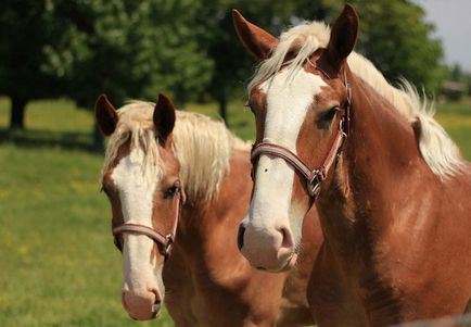 Cum trăiește Amish în Statele Unite - 20 de mile de-a lungul căii albe