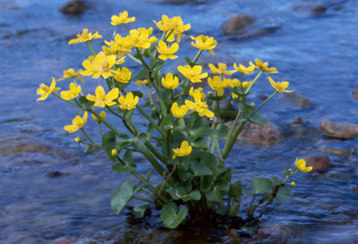 Cowslip leírás, telepítési és gondozási