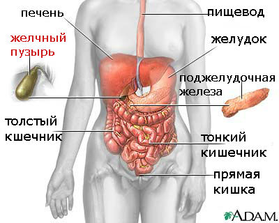 Камені в жовчному міхурі харчуємося правильно