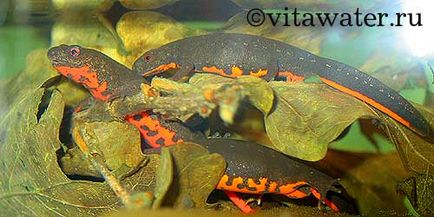 Карликовий японський вогняночеревний тритон (cynops orientalis)