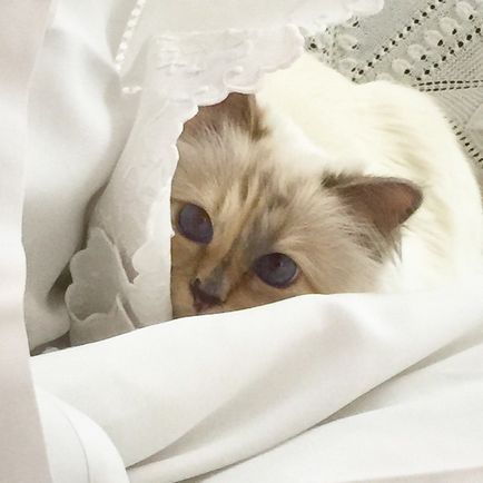 Karl campfeld și poveste de dragoste cu pisica syppet - despre moda - istoria modei pe site-ul il de boté