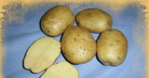 Картопля Лорха опис сорту, фото, його характеристика