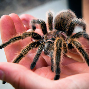 До чого сниться великий павук або тарантул розкажуть сонники, vipezoterika