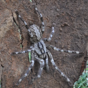 De ce să visezi un păianjen mare sau o tarantula să spună cărți de vis, vipezoterika