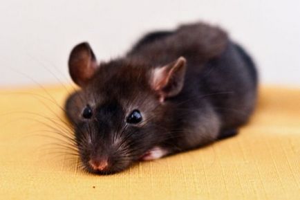 Ce este visul unui șobolan gri?