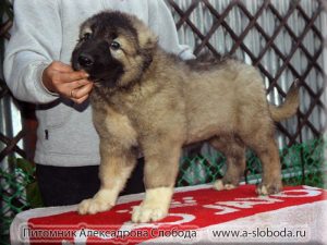 Защо мечтата на убийството на кученце, моето кученце