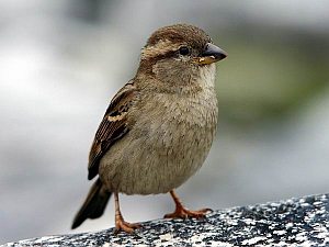 До чого сниться горобець, сонник, тлумачення сну