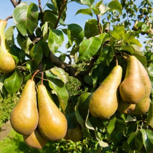 Ce este o pere de vis - cartea de vis spune dacă fructul este întotdeauna un semn bun