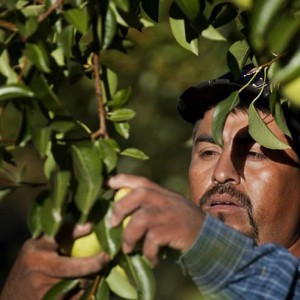 Ce este o pere de vis - cartea de vis spune dacă fructul este întotdeauna un semn bun