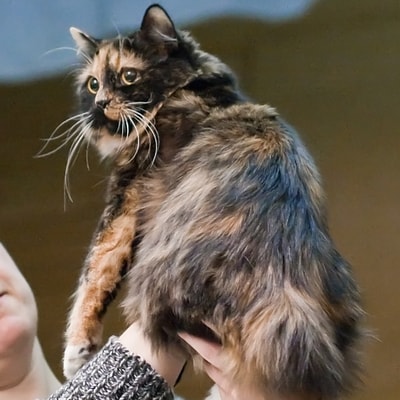 Кімрійская кішка, кімрик з виразною мордочкою
