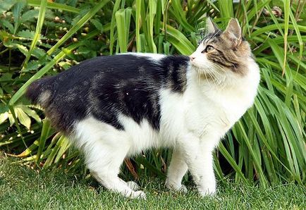 Кімрійская кішка, кімрик з виразною мордочкою