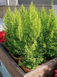 Cypress örökzöld gyógyszer tulajdonságait és alkalmazás - egészséges