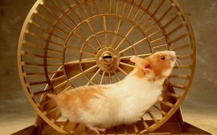 Cuștile pentru hamsteri sunt confortabile, confortabile și sigure - viața mea