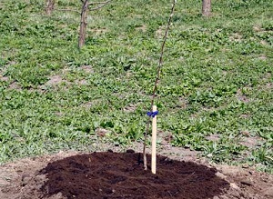 Când să plantezi merele timpul și timpul pentru o recoltă mai bună