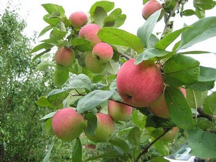 Коли садити яблуні терміни і час для кращого врожаю