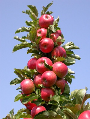 Amikor a növény almafák lehetséges és ideje egy jobb termés