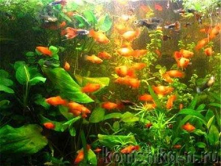 Кількість риб в акваріумі і чим загрожує перенаселення акваріума тваринний світ
