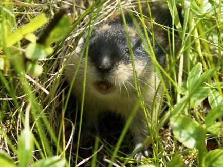 Unghiul de lemne al fotografiei, habitat (ungulat) Ungulate fotografie lemming, habitat