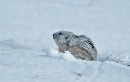 Ungulate fotografie lemming, habitat