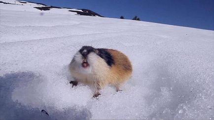 Unghiul lemnul fotografiei, habitatului (habitatului) Ungulate fotografie lemming, habitat