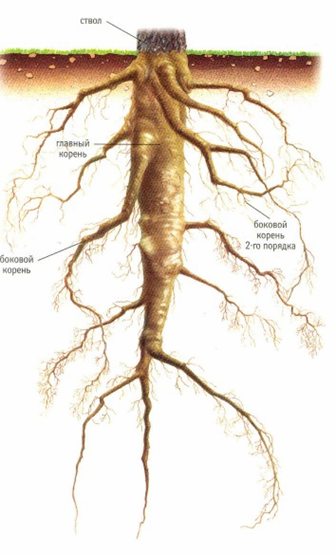 Корінь і кореневі системи