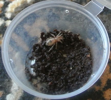 Fetitele de panificație de tarantule din perioada inițială, cum și ce să hrănești tarantula