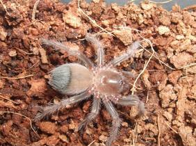 Fetitele de panificație de tarantule din perioada inițială, cum și ce să hrănești tarantula