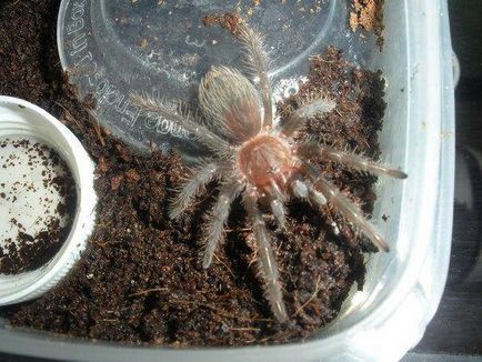 Fetitele de panificație de tarantule din perioada inițială, cum și ce să hrănești tarantula